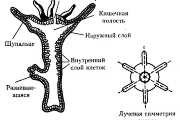 Как найти сайт кракен